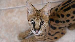 search launched for exotic cat that