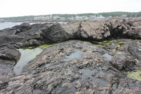 Waterfront Wonder A Guide To Ogunquit Maine Tide Pools