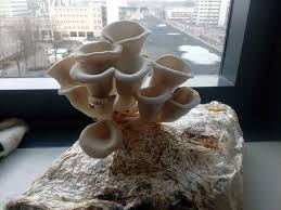 Where Do Mushrooms Grow The Ultimate