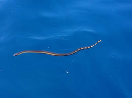 There Are Dozens Of Sea Snake Species In The Indian And