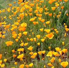 Great Design Plant California Poppy