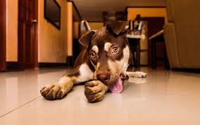 why your dog is licking and what to do