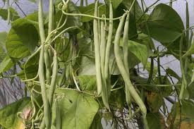 bean varieties best bets and easy to grow