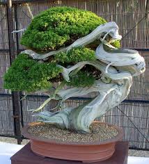 Darüber hinaus dient die baumpflege dazu, die verkehrsfähigkeit der bäume. Bonsai Baum Kaufen Und Richtig Pflegen Einige Wertvolle Tipps