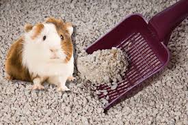 Can You Use Cat Litter For Guinea Pigs