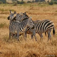They are actually absent from jungle habitats, as well as desert, rainforest, and wetland habitats. Grant S Zebras At Amboseli National Park Maasai Amboseli Kenya The Zebras Live In Family Groups Of Up To 18 Zebras And They Are Led By A Single Stallion Grant S Zebras Typically Live