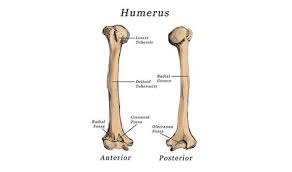 humerus proximalis végének törése gyógytorna)
