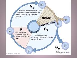 Cell Cycle Asexual Reproduction New Cells From Existing