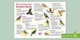 School Garden Birds Display Poster