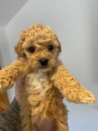 red toy poodles ukpets