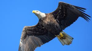 Great unique gift ideas for bird lovers and eagle fanatics. Ri Seeing Uptick Of Bald Eagles Wjar