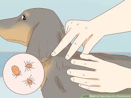 3 Ways To Take Care Of A Dachshund Wikihow
