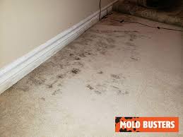 carpet mold removal service mold busters