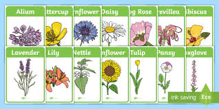 flower identification display posters