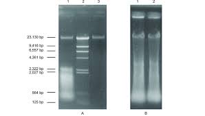 dna extraction of p tenera on 0 7