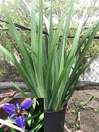 Full Sun Plants Florida Nursery Mart