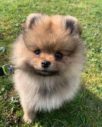 South carolina is a great state to find a large selection of puppies for sale. Pomeranian Puppies For Sale Near Me Pomeranian Puppies For Adoption Near Me