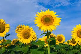Growth Period For Sunflowers Home Guides Sf Gate