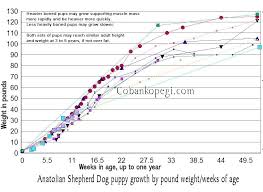 Australian Shepherd Puppy Growth Chart
