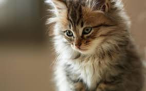 Meet some fluffy cats that make great pets, get tips for grooming and find out which fluffy cat breed might be best for you. Fluffy Kitty Wallpapers Wallpaper Cave