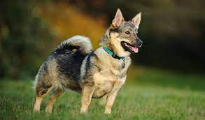 You can find swedish vallhund puppies priced from $0 usd to $0 usd with. Swedish Vallhund Dog Breed Information