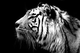 white tiger hd wallpaper