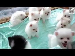 It is actually the fourth most popular dog in the u.s. Cutes Dogs Cutest Dog In The World Cute Dogs Clips 2016 Youtube World Cutest Dog Puppies Funny Dog Clip