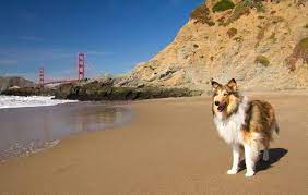 8 dog friendly vacation destinations on
