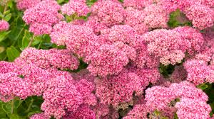sedum care and growing guide how to