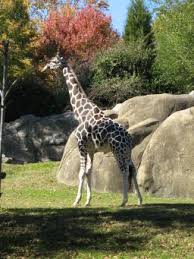 Opinion Writing and Opinion Reading   Should Animals be Kept in Zoos  travelwonders info