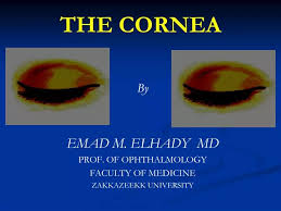 the cornea powerpoint presentation