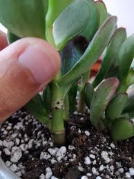 The leaves on these plants have a leathery look with a glossy finish to them. Ask A Question Forum Black Spots On Jade Plant Garden Org