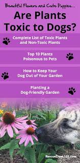 plants toxic to dogs plants toxic to