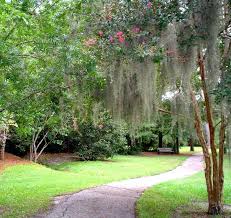 Grow Spanish Moss In Your Outdoor Or