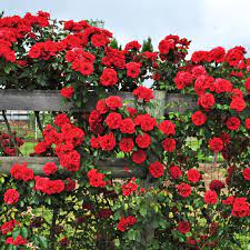 how to grow climbing roses in a small