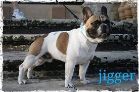 Breeder of quality akc registered french bulldog puppies inquiries welcome, occasional french bulldog puppies available. Jigger Annjay French Bulldogs Malta Facebook
