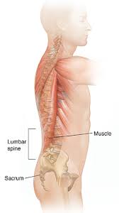 The muscles that move the upper legs (thigh) there are many muscles that move the large bone of the thigh. Understanding Lumbosacral Strain