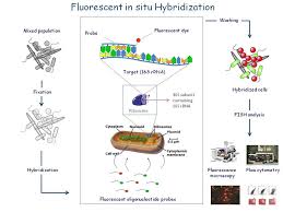 Fish Fluorescence In Situ Hybridization Overview Chart