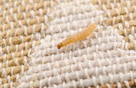 how to protect rugs from moth damage