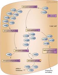Phenytoin Pathway Pharmacokinetics Overview