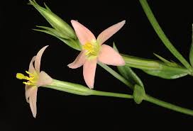 Centaurium maritimum (L.) Fritsch | Plants of the World Online | Kew ...