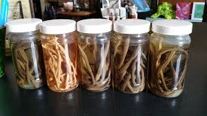 Wet Specimen Worms Jar
