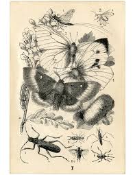 Maybe you would like to learn more about one of these? 8 Butterfly Bug Ephemera Book Pages The Graphics Fairy