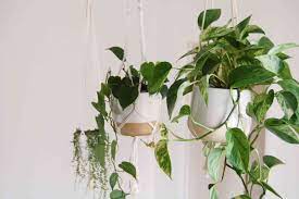 22 indoor vine plants that look great