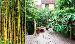 Bamboo Warning Gardeners Warned Trendy