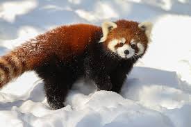 Image result for red pandas