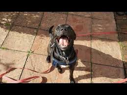 Labrador retriever/boston terrier mix = boston lab. Scout Staffie X Labrador 4 Weeks Residential Dog Training Youtube
