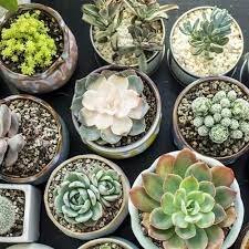 Decorative Well Watered Succulent Plant