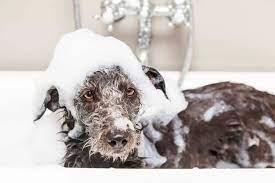how to get rid of wet dog smell after