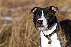 It was given the name staffordshire in reference to an area where it was very acceptable colors include red, fawn, white, black, any shade of brindle, and blue, with or without white. Hd Wallpaper Adult Black Brindle And White American Pit Bull Terrier Each Wallpaper Flare
